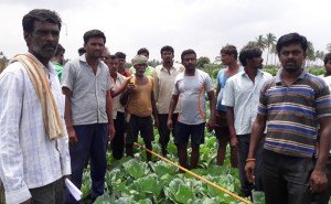 ರೈತರು ತಮ್ಮ ಜಮೀನಿನಲ್ಲಿಯೇ ಕೀಟ ನಾಶಕ ಔಷದಿಗಳನ್ನು ಕುಡಿದು ಆತ್ಮ ಹತ್ಯೆ ಮಾಡಿಕೊಳ್ಳುವುದಾಗಿ ಔಷದಿ ಬಾಟಲುಗಳನ್ನು ಹಿಡಿದು ಪ್ರತಿಭಟಿಸಿದರು.