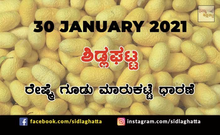 30jan2 Sidlaghatta Silk cocoon Market Daily Price Update Raw Silk Filature Business Online Bivoltine Crossbreed Prices