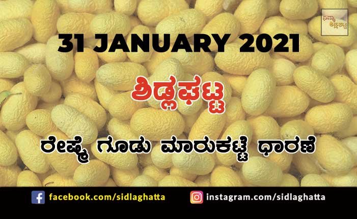 31jan1 Sidlaghatta Silk cocoon Market Daily Price Update Raw Silk Filature Business Online Bivoltine Crossbreed Prices