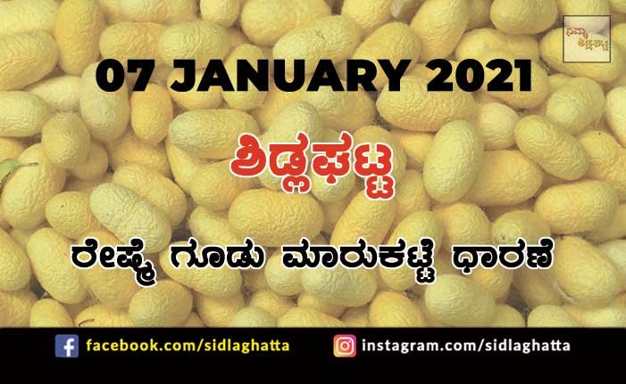 7jan2 Sidlaghatta Silk cocoon Market Daily Price Update Raw Silk Filature Business Online Bivoltine Crossbreed Prices