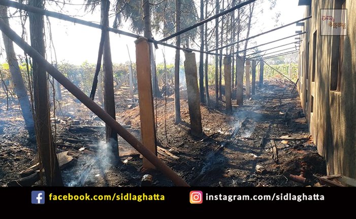 Fire Chowdasandra Sidlaghatta Farmer Crop Burnt Silk Grapes