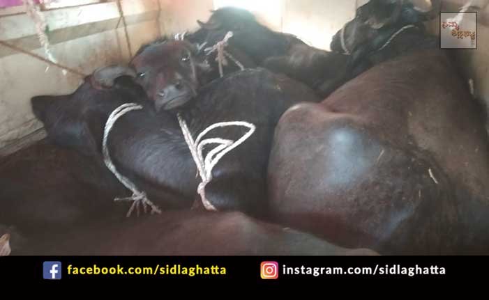 26mar1 Sidlaghatta Buffalo Rescue