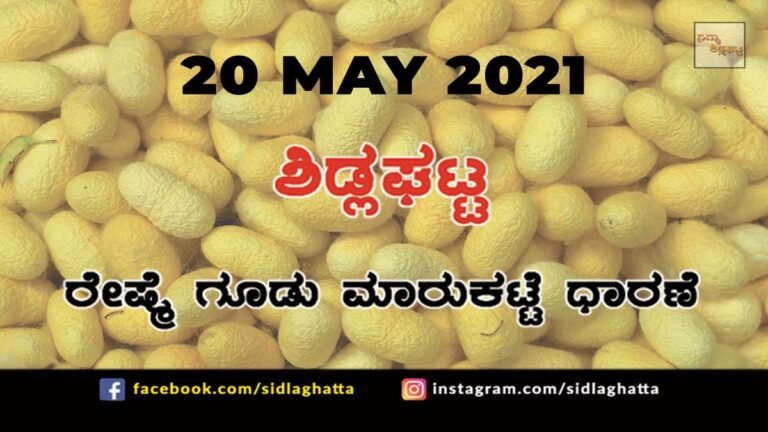 Silk cocoon Sidlaghatta Market May 20 2021
