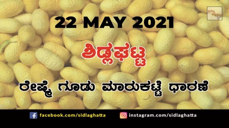 Silk cocoon Sidlaghatta Market May 22 2021
