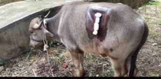 Buffalo Animal Surgery Melur Cattle Rescue