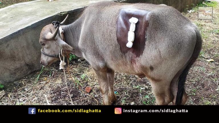 Buffalo Animal Surgery Melur Cattle Rescue