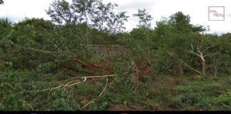 Bescom Trees Cutting Belluti Sidlaghatta Taluk