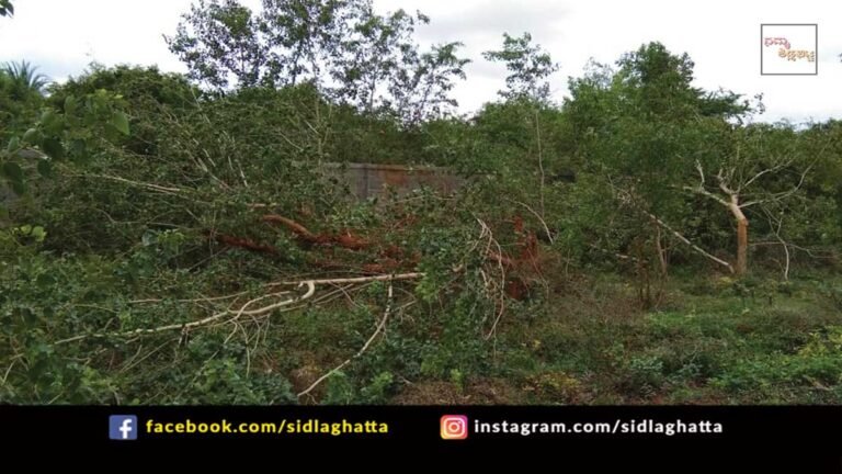 Bescom Trees Cutting Belluti Sidlaghatta Taluk