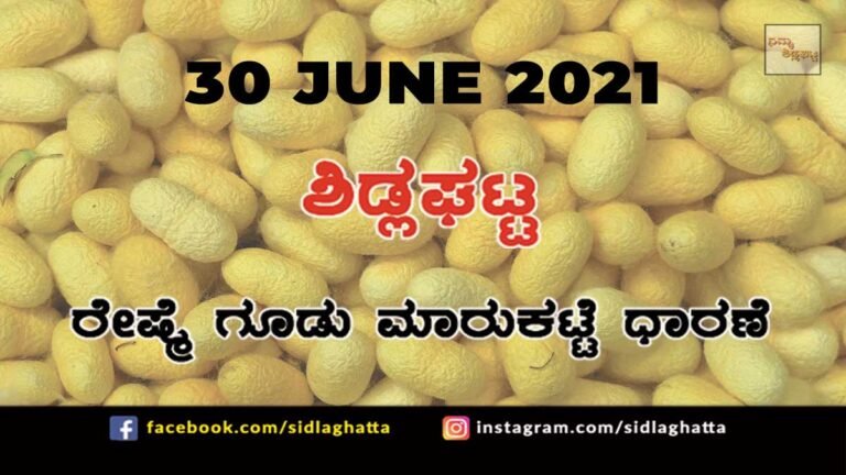 Sidlaghatta silk Cocoon Market Daily Rate