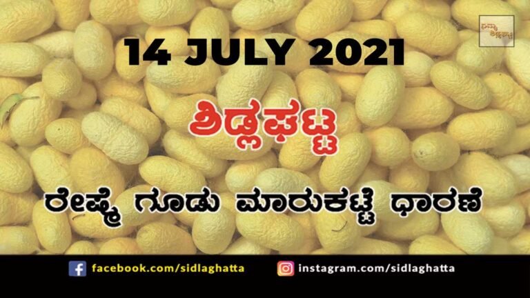 Sidlaghatta silk Cocoon Market Daily Rate