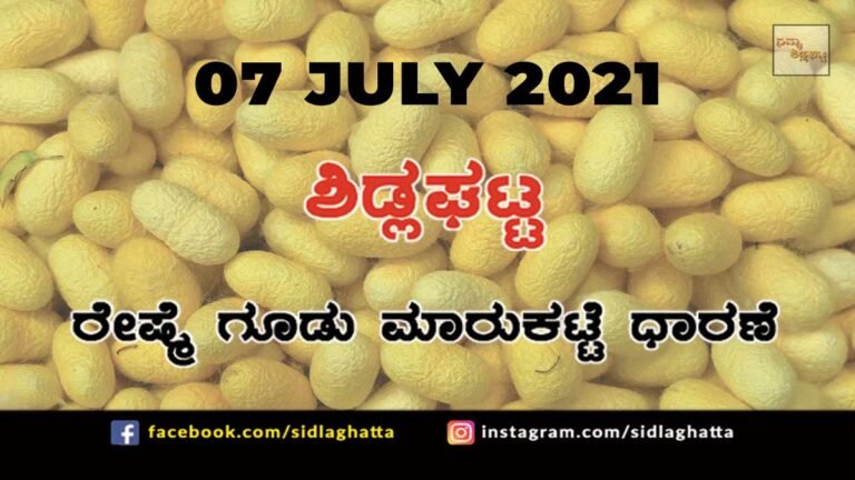 Sidlaghatta silk Cocoon Market Daily Rate