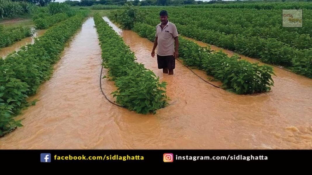Farmers Croo Loss due to heavy rains in sidlaghatta taluk