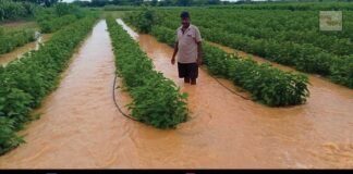 Farmers Croo Loss due to heavy rains in sidlaghatta taluk