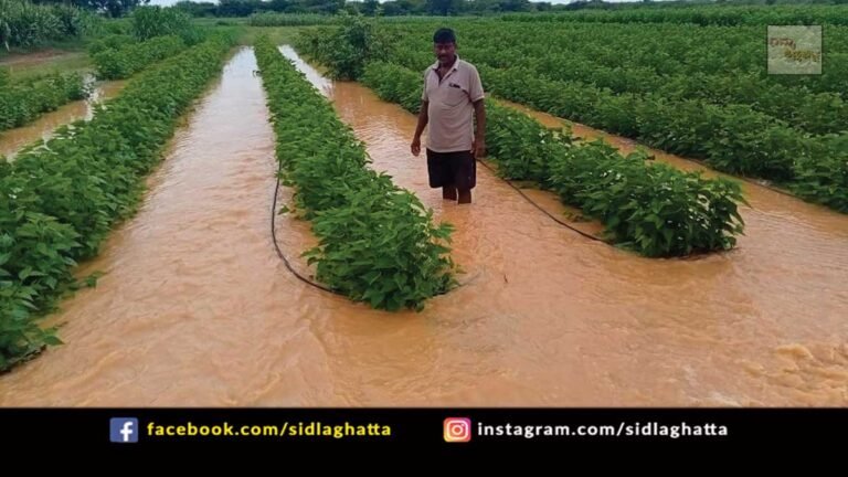 Farmers Croo Loss due to heavy rains in sidlaghatta taluk