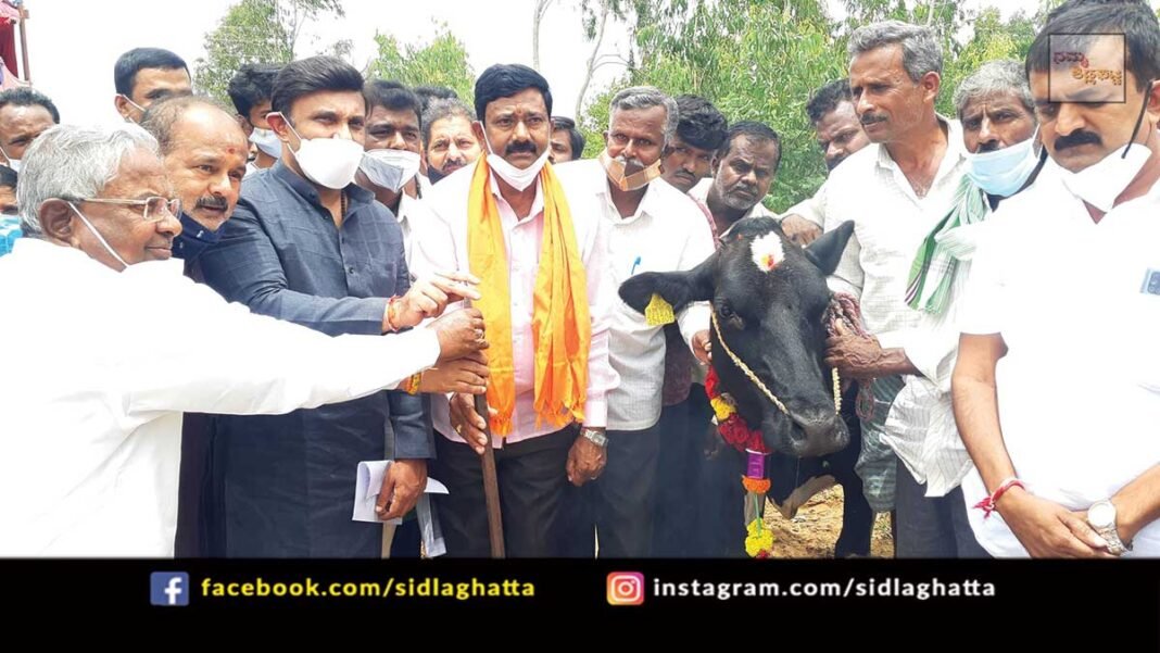 Sidlaghatta Bashettihalli goshala