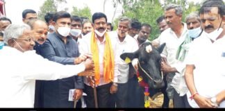 Sidlaghatta Bashettihalli goshala