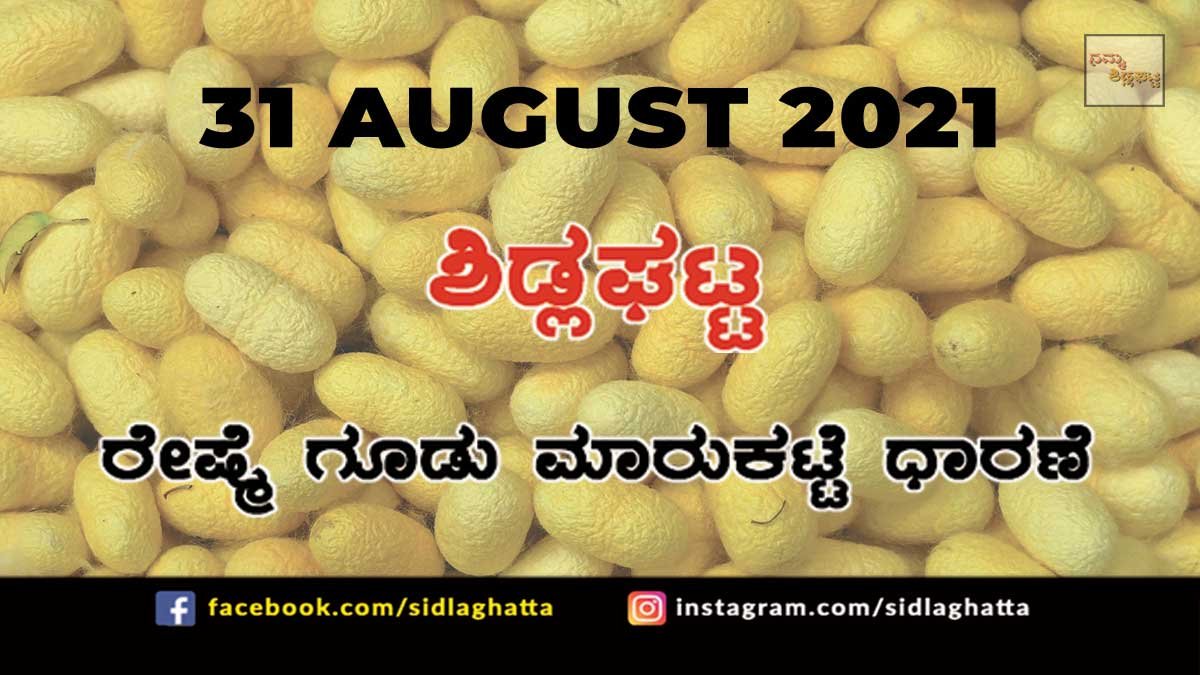 31aug2 Sidlaghatta silk Cocoon Market Daily Rate
