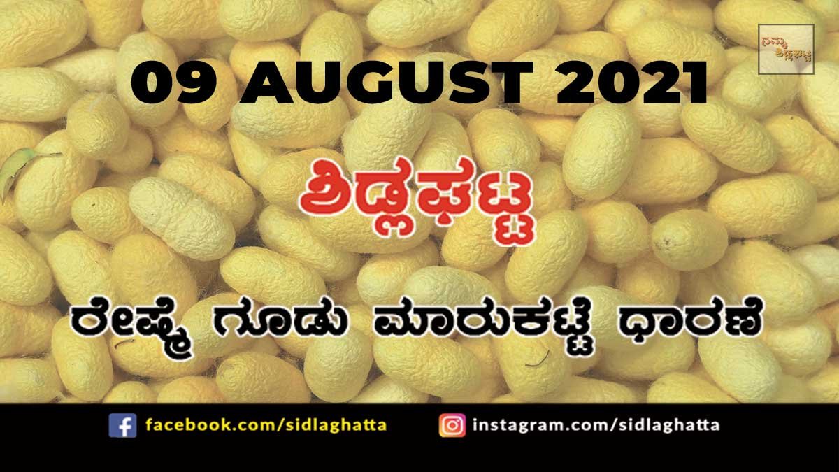 9aug4 Sidlaghatta silk Cocoon Market Daily Rate