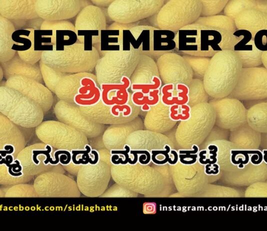 Chikkaballapur District Sidlaghatta silk Cocoon Market Daily Rate