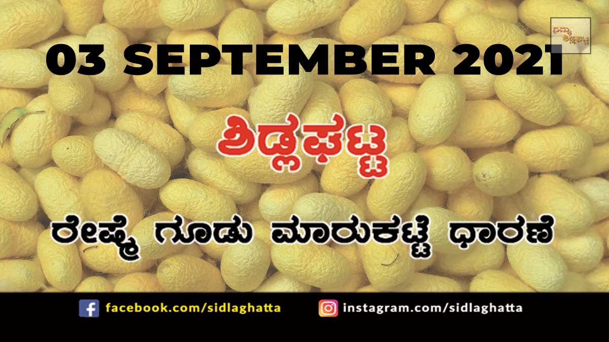 3sep3 Sidlaghatta silk Cocoon Market Daily Rate