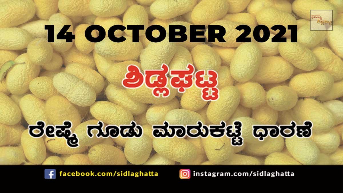 14oct2 Chikkaballapur District Sidlaghatta silk Cocoon Market Daily Rate
