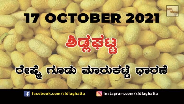 Sidlaghatta Chikkaballapur District silk Cocoon Market Daily Rate