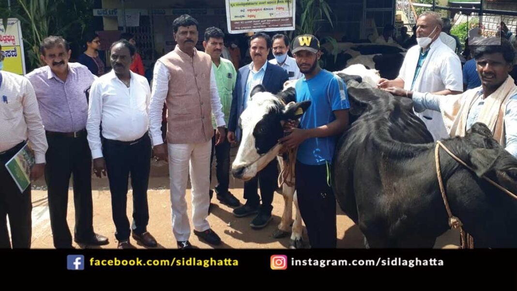 Cattle Vaccination Program Sidlaghatta