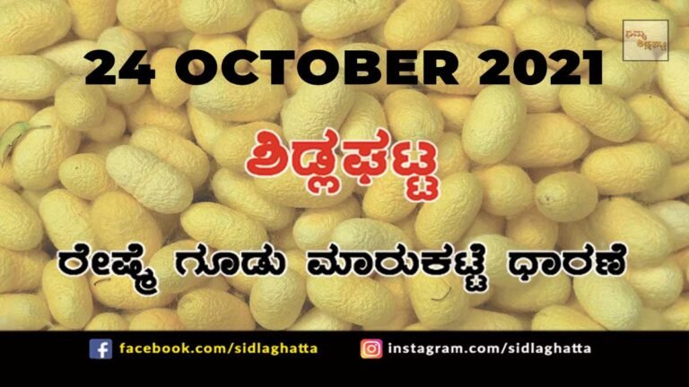 Sidlaghatta Chikkaballapur District silk Cocoon Market Daily Rate