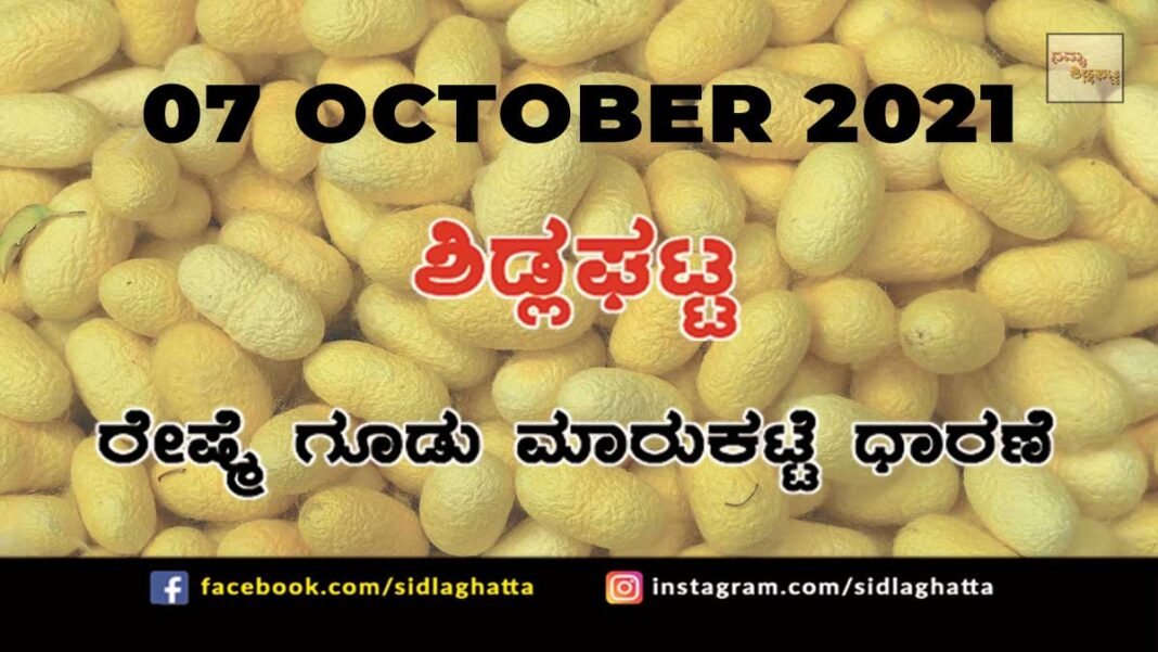 Chikkaballapur District Sidlaghatta silk Cocoon Market Daily Rate