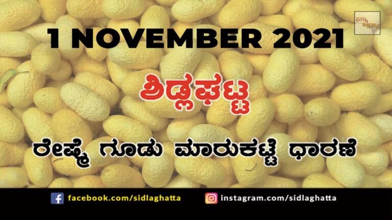 Sidlaghatta Chikkaballapur District silk Cocoon Market Daily Rate