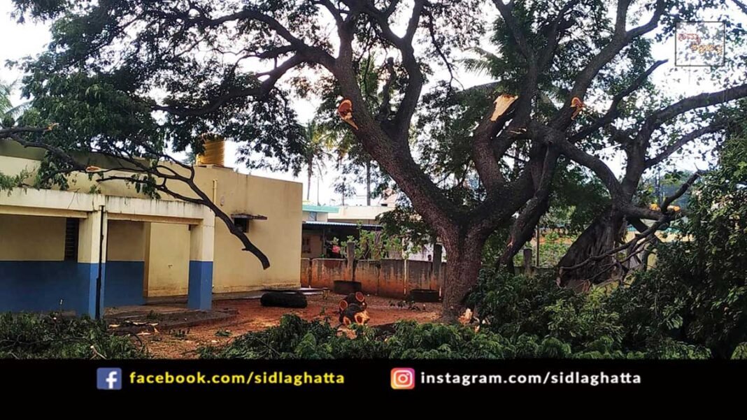 Sidlaghatta Taluk Mallur Tree Cutting