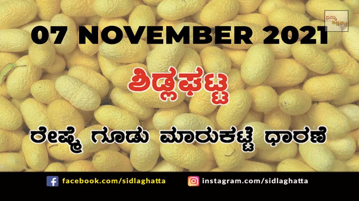 7nov2a Sidlaghatta Chikkaballapur District silk Cocoon Market Daily Rate