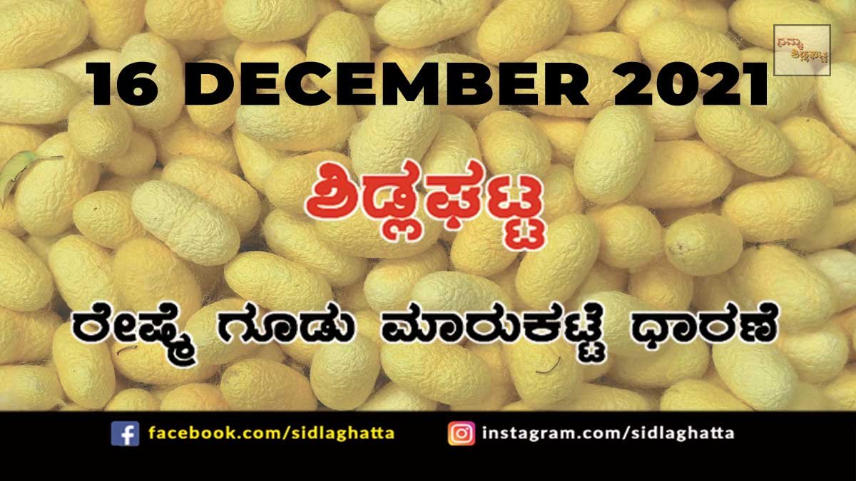 16dec21sc8 Sidlaghatta silk Cocoon Market Daily Rate