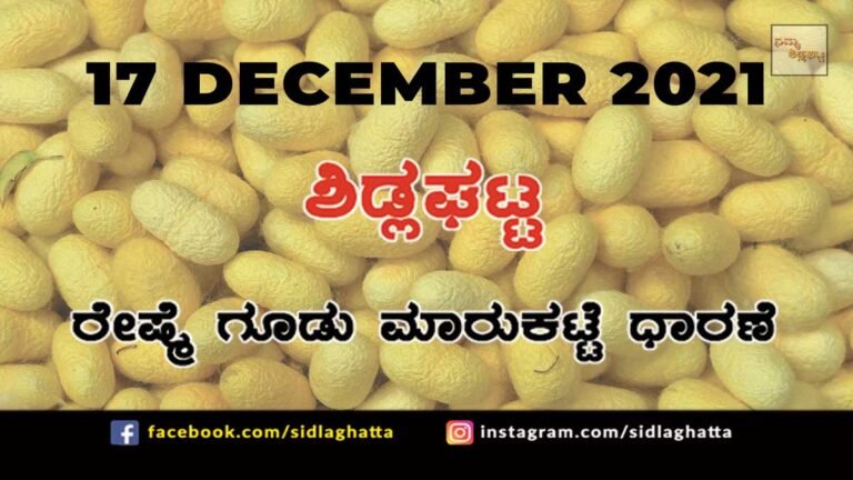 Sidlaghatta silk Cocoon Market Daily Rate