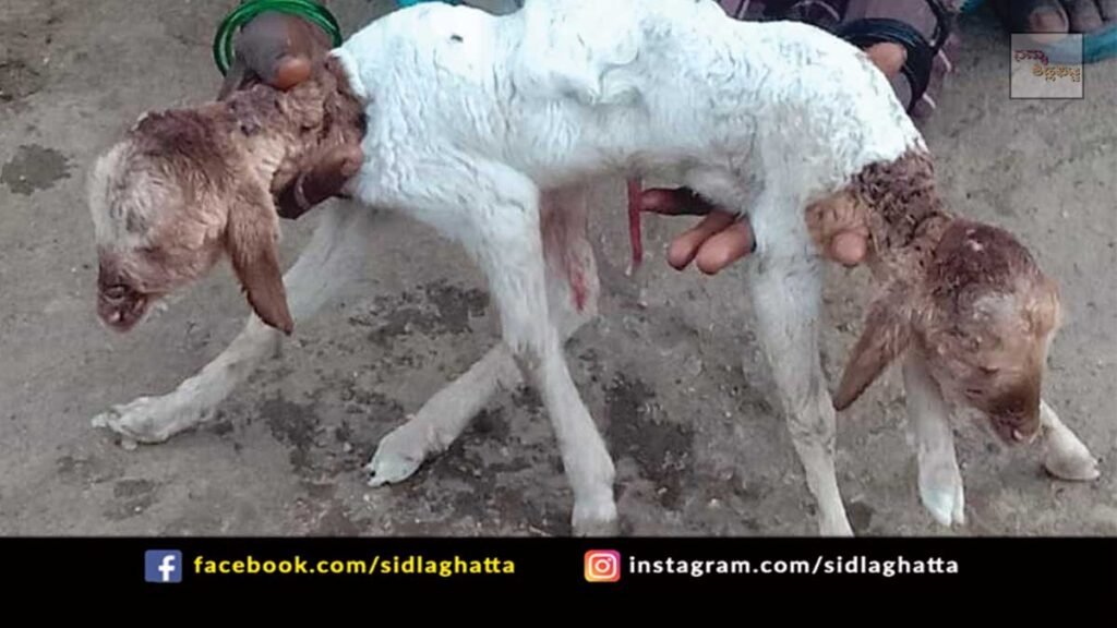 Sidlaghatta Taluk Sheep Farming Two Headed Lamb