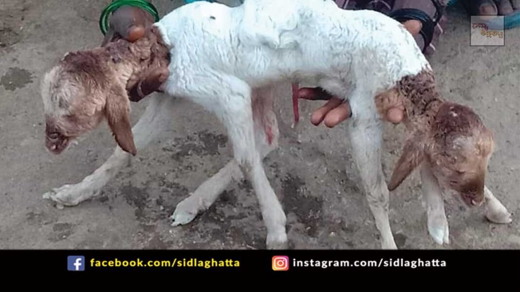 Sidlaghatta Taluk Sheep Farming Two Headed Lamb
