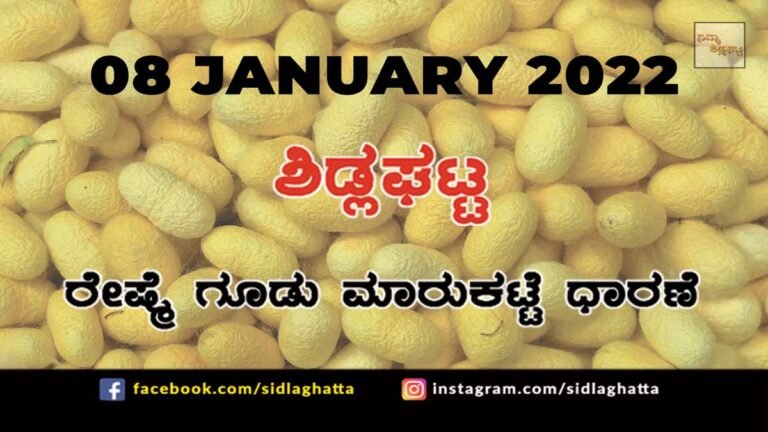 Sidlaghatta silk Cocoon Market Rate Today
