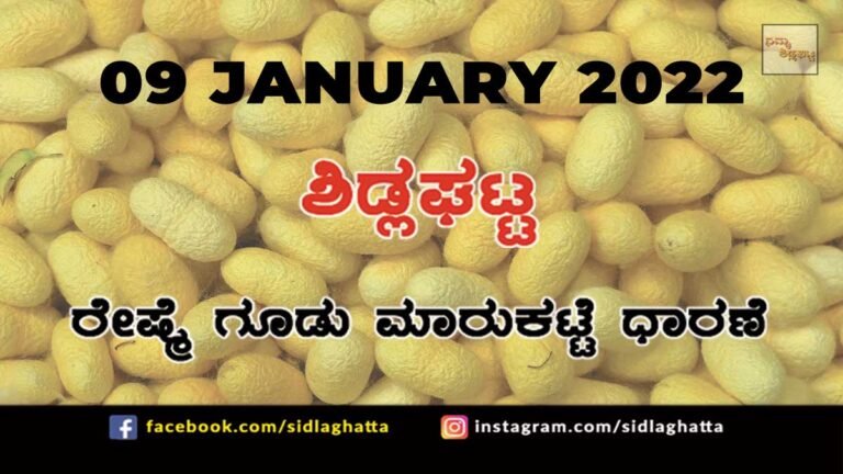 Sidlaghatta silk Cocoon Market Rate Today