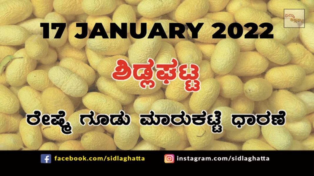 Sidlaghatta silk Cocoon Market Rate Today
