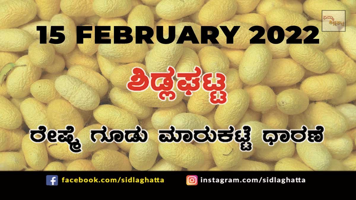 15FebCb04 Sidlaghatta silk Cocoon Market Rate Today