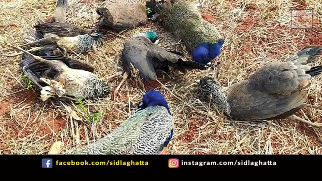 Sidlaghatta Byraganahalli Peacock Death