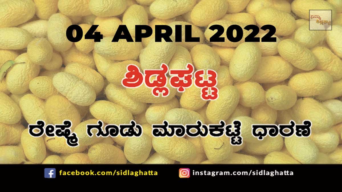 04AprCB03 Sidlaghatta silk Cocoon Market Rate Today