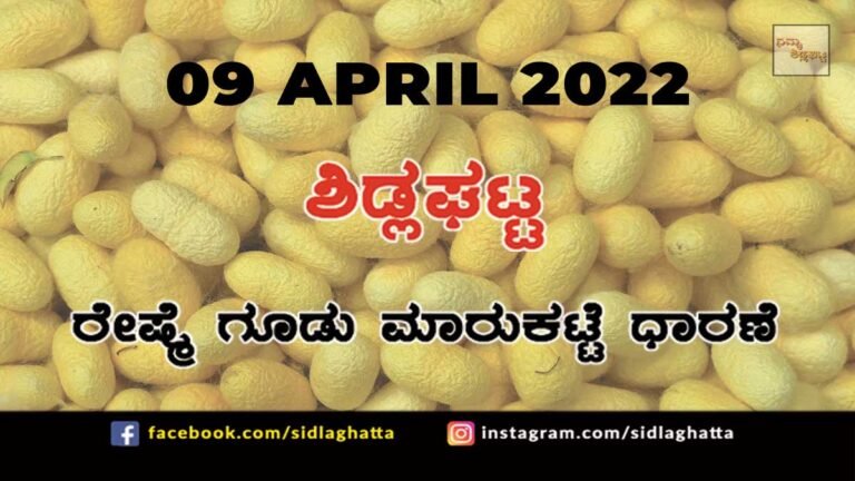 Sidlaghatta silk Cocoon Market Rate Today