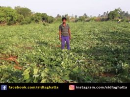 Sidlaghatta Rain Crop Loss