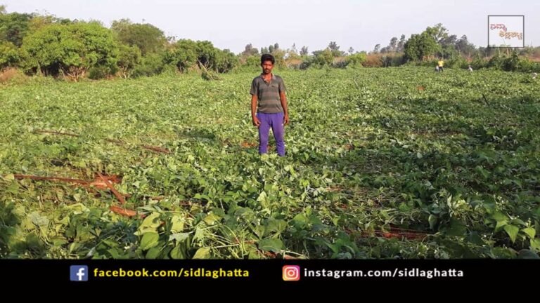 Sidlaghatta Rain Crop Loss