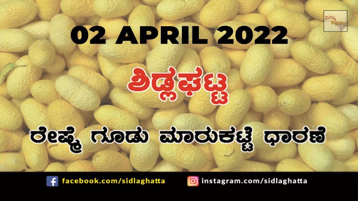 2AprCB03 Sidlaghatta silk Cocoon Market Rate Today