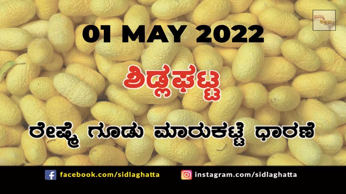 01MaySD03 Sidlaghatta silk Cocoon Market Rate Today