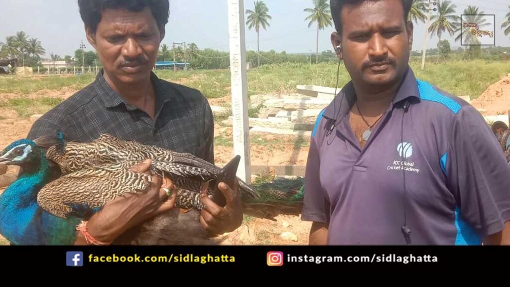 Sidlaghatta Peacock rescue