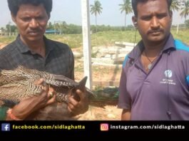 Sidlaghatta Peacock rescue