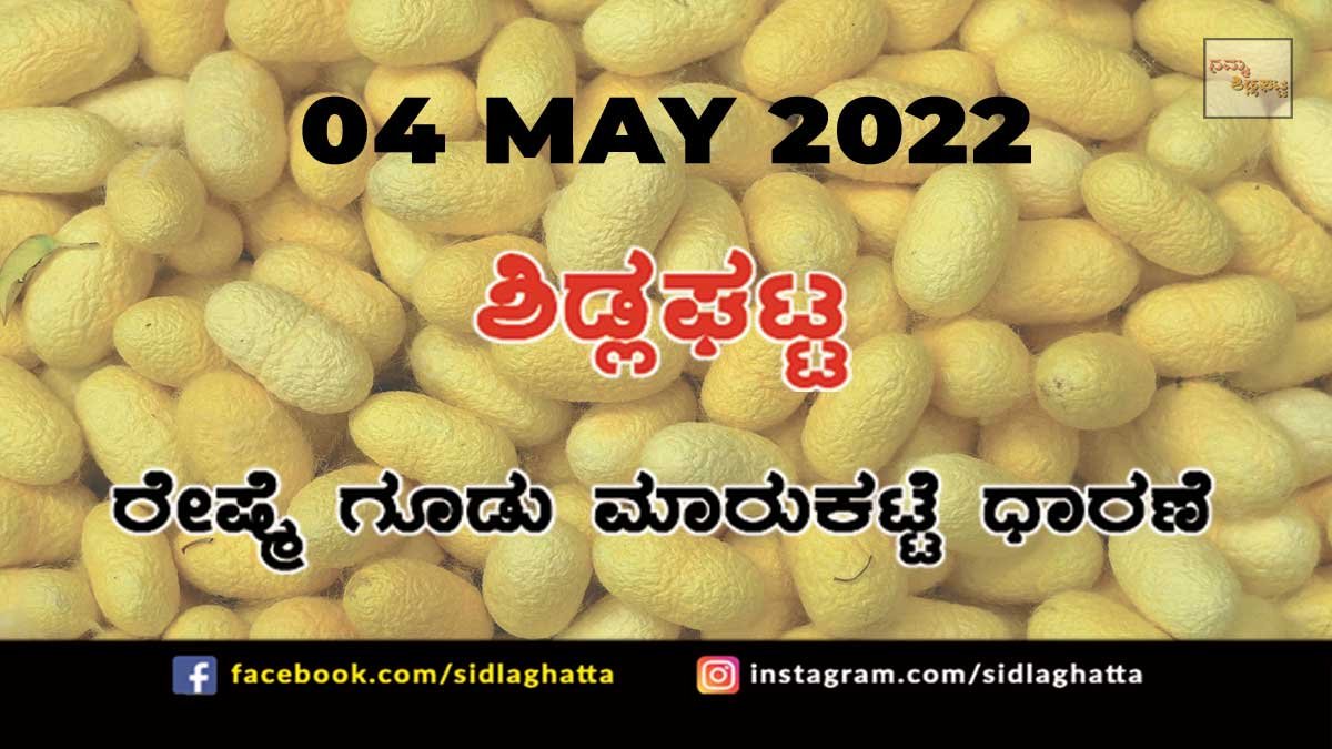 04MaySD01 Sidlaghatta silk Cocoon Market Rate Today